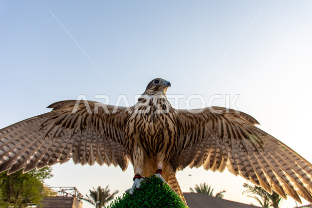 صقر عربي أصيل يقف في إحدى المحميات الطبيعية, الفخر بالتراث الإماراتي العريق, شغف الإماراتيين بتربية الطيور الجارحة, التمسك بالموروث الحضاري والثقافي, رمز القوة والتحدي وحدة البصر