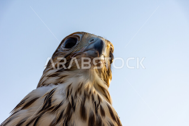 رمز القوة والتحدي وحدة البصر, صورة مقربة لصقر عربي أصيل يقف في إحدى المحميات الطبيعية, الفخر بالتراث الإماراتي العريق, شغف الإماراتيين بتربية الطيور الجارحة, التمسك بالموروث الحضاري والثقافي