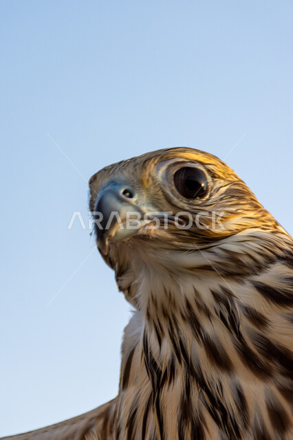 الفخر بالتراث الإماراتي العريق, رمز القوة والتحدي وحدة البصر, صورة مقربة لصقر عربي أصيل يقف في إحدى المحميات الطبيعية, شغف الإماراتيين بتربية الطيور الجارحة, التمسك بالموروث الحضاري والثقافي