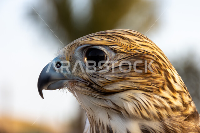 رمز القوة والتحدي وحدة البصر, صورة مقربة لصقر عربي أصيل يقف في إحدى المحميات الطبيعية, الفخر بالتراث الإماراتي العريق, شغف الإماراتيين بتربية الطيور الجارحة, التمسك بالموروث الحضاري والثقافي