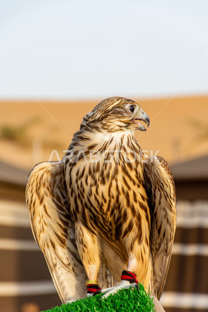 التمسك بالموروث الحضاري والثقافي, رمز القوة والتحدي وحدة البصر, صقر عربي أصيل يقف في إحدى المحميات الطبيعية, الفخر بالتراث الإماراتي العريق, شغف الإماراتيين بتربية الطيور الجارحة