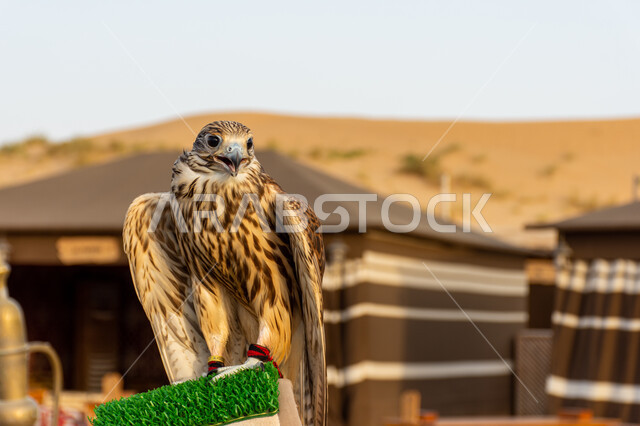 صقر عربي أصيل يقف في إحدى المحميات الطبيعية, التمسك بالموروث الحضاري والثقافي, رمز القوة والتحدي وحدة البصر, الفخر بالتراث الإماراتي العريق, شغف الإماراتيين بتربية الطيور الجارحة