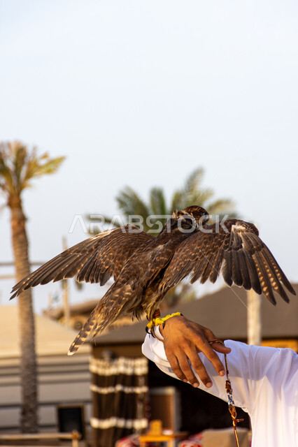 شغف الإماراتيين بتربية الطيور الجارحة, التمسك بالموروث الحضاري والثقافي, رمز القوة والتحدي وحدة البصر, رجل خليجي إماراتي يحمل صقر عربي أصيل على يده, الفخر بالتراث الإماراتي العريق