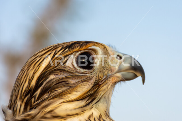 التمسك بالموروث الحضاري والثقافي, رمز القوة والتحدي وحدة البصر, صورة مقربة لصقر عربي أصيل يقف في إحدى المحميات الطبيعية, الفخر بالتراث الإماراتي العريق, شغف الإماراتيين بتربية الطيور الجارحة