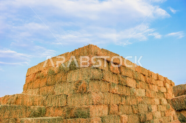 صورة لكومة قش كبيرة وقت النهار ، حقل قش كبير في فصل الصيف ، بالات من القش المرصوص في أحد الحقول في السعودية