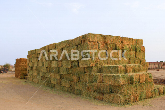 صورة لكومة قش كبيرة وقت النهار ، حقل قش كبير في فصل الصيف ، بالات من القش المرصوص في أحد الحقول في السعودية