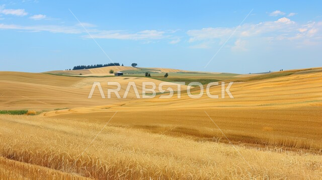 الاعتماد على الانتاج المحلي والاكتفاء الذاتي، محاصيل زراعية وطنية، السنابل الذهبية اللامعة تحت أشعة الشمس، حقول ومزارع القمح، المناظر الطبيعية في المملكة العربية السعودية