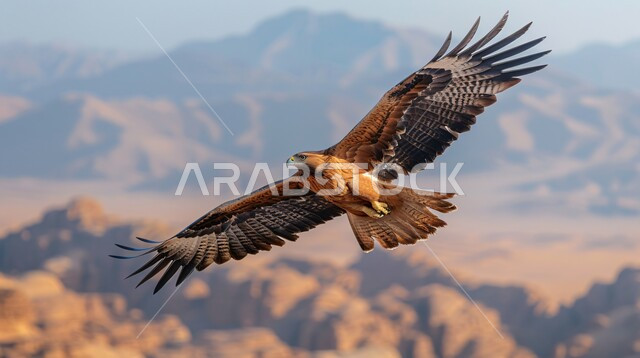 نسر يحلق في إحدى المحميات الطبيعيه، رمز القوة والتحدي وحدة البصر، تدريب وترويض الطيور الجارحة والمفترسة، إقامة نادي الصقور في موسم الصيد السنوي في المملكة العربية السعودية، الفخر بالتراث السعودي العريق في تربية طائر الصقر