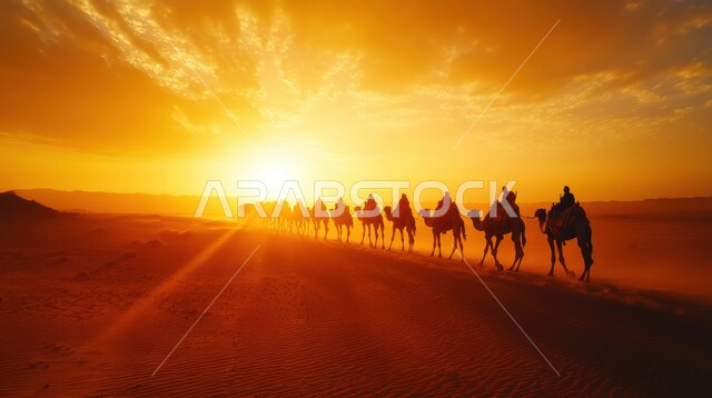 ناقة من الجمال تسير في الصحراء في وقت الغروب, تربية الابل في المناطق الصحراوية, التشكيلات و الكثبان الرملية في صحاري المملكة العربية السعودية, الحيوانات البرية في براري البادية