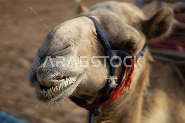 أهمية رعاية الإبل في المملكة العربية السعودية، الاهتمام بالمواشي والثدييات, صورة مقربة لوجه ناقة عربية أصيلة، تربية حيوان الابل والاعتناء به، حياة الجمال في البيئة الصحراوية، وسائل التنقل القديمة، توارث حب ورعاية الجمال من الأجداد