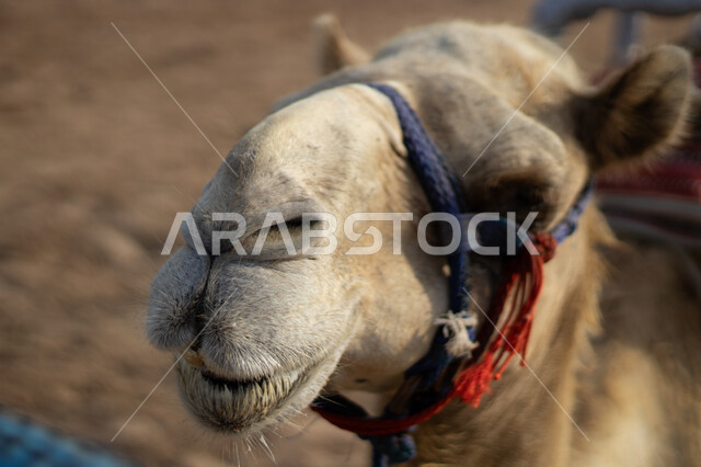 وسائل التنقل القديمة، توارث حب ورعاية الجمال من الأجداد، أهمية رعاية الإبل في المملكة العربية السعودية، الاهتمام بالمواشي والثدييات, صورة مقربة لوجه ناقة عربية أصيلة، تربية حيوان الابل والاعتناء به، حياة الجمال في البيئة الصحراوية