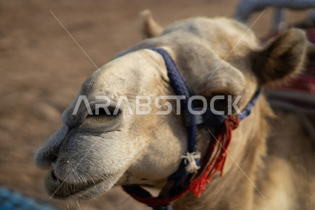 حياة الجمال في البيئة الصحراوية, وسائل التنقل القديمة، توارث حب ورعاية الجمال من الأجداد، أهمية رعاية الإبل في المملكة العربية السعودية، الاهتمام بالمواشي والثدييات, صورة مقربة لوجه ناقة عربية أصيلة، تربية حيوان الابل والاعتناء به