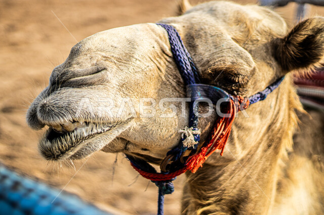 تربية حيوان الابل والاعتناء به, حياة الجمال في البيئة الصحراوية, وسائل التنقل القديمة، توارث حب ورعاية الجمال من الأجداد، أهمية رعاية الإبل في المملكة العربية السعودية، الاهتمام بالمواشي والثدييات, صورة مقربة لوجه ناقة عربية أصيلة