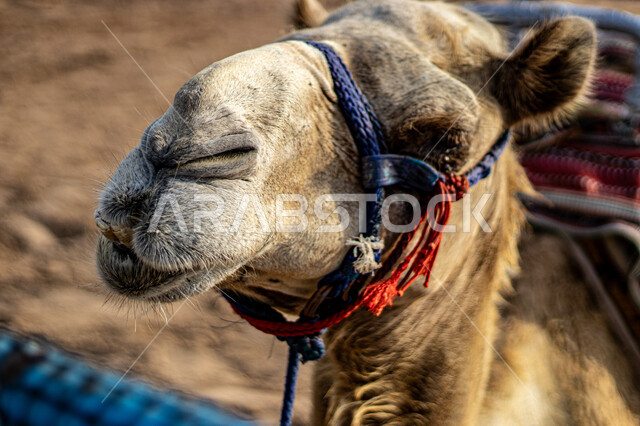 أهمية رعاية الإبل في المملكة العربية السعودية, الاهتمام بالمواشي والثدييات, صورة مقربة لوجه ناقة عربية أصيلة, تربية حيوان الابل والاعتناء به, حياة الجمال في البيئة الصحراوية, وسائل التنقل القديمة، توارث حب ورعاية الجمال من الأجداد