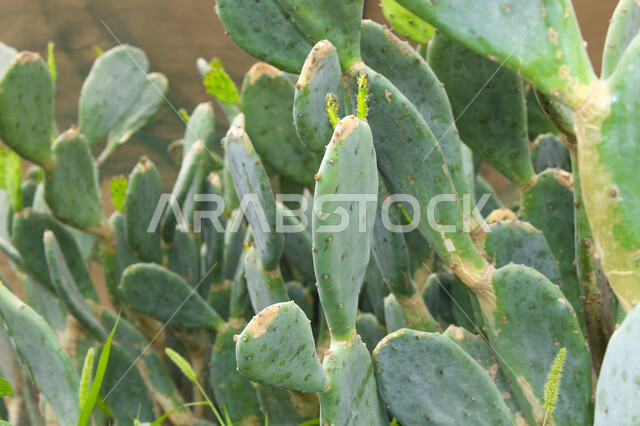 A close-up of a delicious fruitful prickly pear tree, psoriasis fruit, green prickly pear leaves, healthy prickly pear fruit, a picture of aloe vera fruit, the true aloe tree known as aloe vera