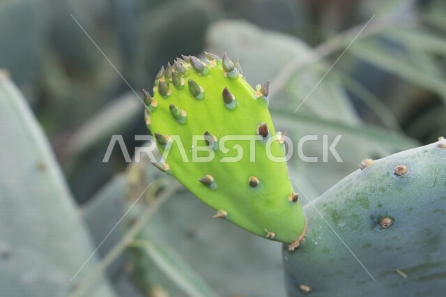 A close-up of a delicious fruitful prickly pear tree, psoriasis fruit, green prickly pear leaves, healthy prickly pear fruit, a picture of aloe vera fruit, the true aloe tree known as aloe vera
