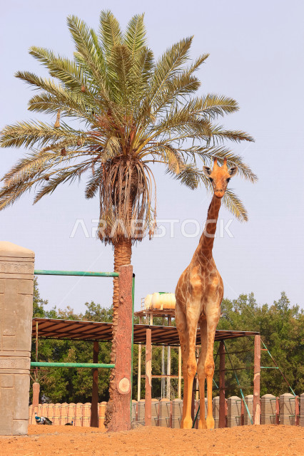 صورة لزرافة ذات رقبة طويلة تقف بجانب النخلة ، حيوان ثديي أليف ، حيوان الزرافة في احدى حدائق الحيوانات في السعودية