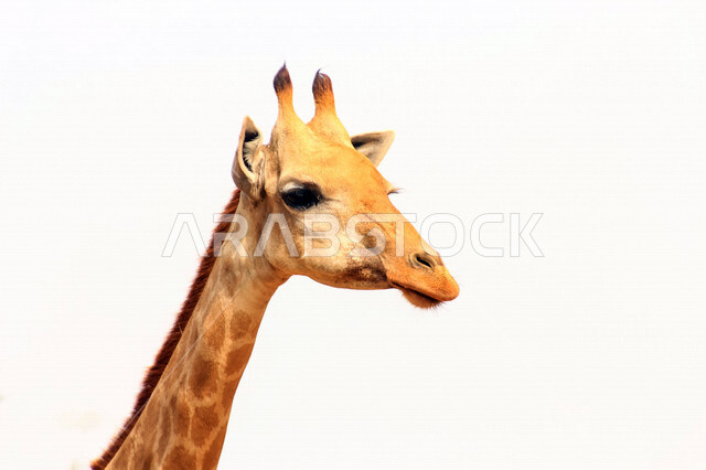 حيوان الزرافة ذات رقبة طويلة ، حيوان ثديي أليف ، خلفية بيضاء لوجه حيوان الزرافة