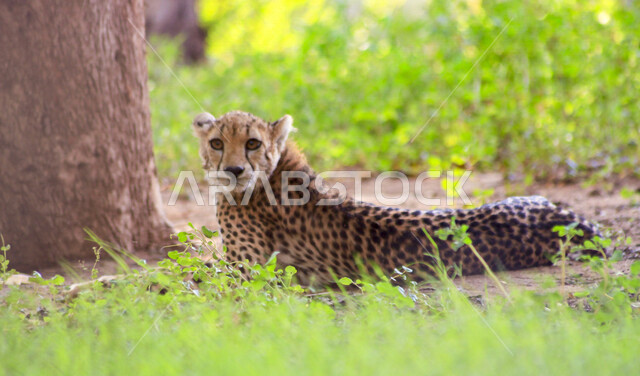 صورة لحيوان النمر المفترس يجلس بجانب الشجرة ، حيوانات برية
