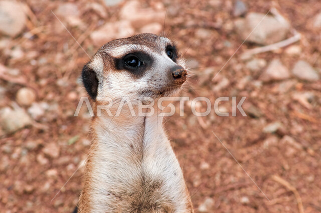 صورة لحيوان السرقاط ويطلق عليه اسم ميركات من الحيوانات التي تعيش في الصحراء ، حيوانات برية في السعودية ، حيوان السرقاط ذات حلقة سوداء حول العينين من الفرو ، وأذنين سوداوتان محاطة بالفرو