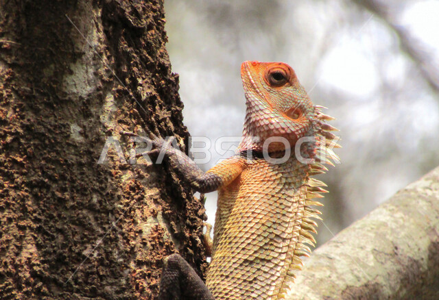 A picture of a chameleon called Umm Al Buwayh, a wild crawling animal that lives in desert places, exotic wild animals, a picture of a chameleon containing a mixture of colors living in the desert in Saudi Arabia