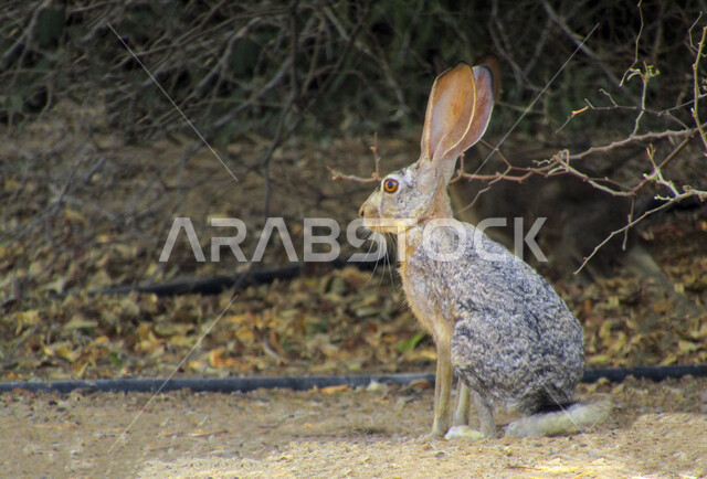 صورة لأرنب رمادي اللون ذان أنين دائرتين كبيرة من الحيوانات الأليفة الثديي تربيه الناس من أجل لحومه ، حيوانات برية