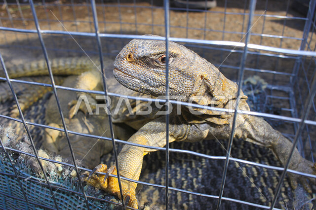 صورة لحرذون ويطلق عليها بالعضرفوط من الحيوانات الزاحفة البرية التي تعيش في الأماكن الصحراوية ، حيوانات غريبة برية ، صورة لحيوان الحرذون من السحالي الصغيرة طويلة الذيل ، ومتعدةة الألوان