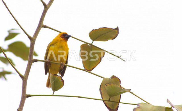 عصفور صغير يجلس على غصن الشجرة ملتقطة بخلفية بيضاء ، صورة إبداعية مقربة جميلة لعصفور جالس على غصن الشجرة