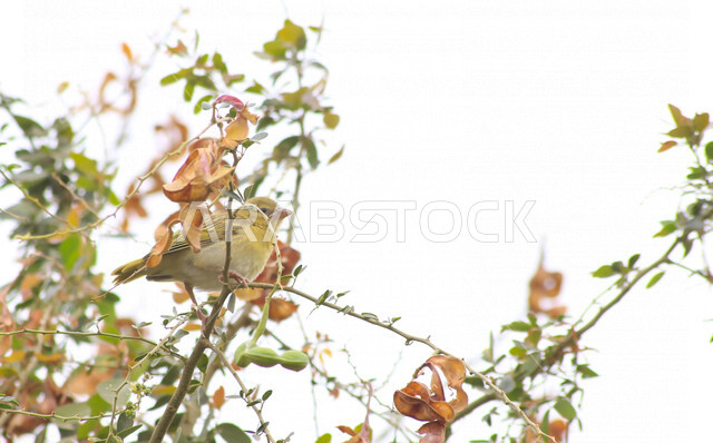 عصفور صغير يجلس على غصن الشجرة ملتقطة بخلفية بيضاء ، صورة إبداعية مقربة جميلة لعصفور جالس على غصن الشجرة