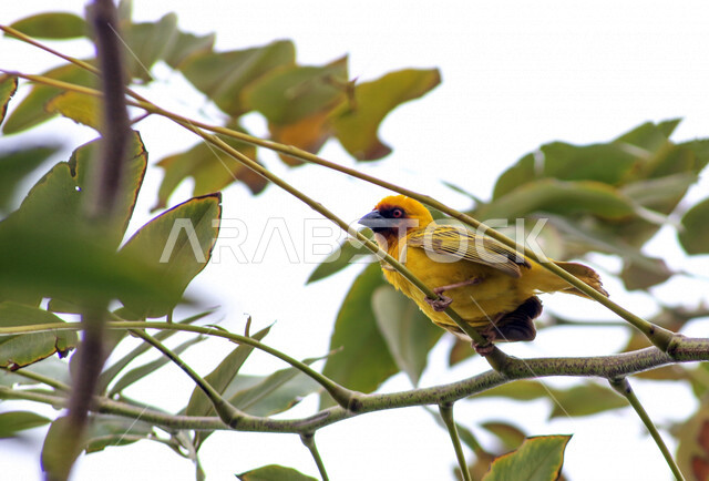 عصفور صغير يجلس على غصن الشجرة ملتقطة بخلفية بيضاء ، صورة إبداعية مقربة جميلة لعصفور جالس على غصن الشجرة