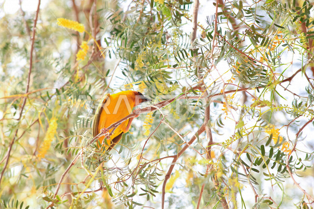 صورة إبداعية مقربة لعصفور صغير يجلس على غصن الشجرة في الشمس والطبيعة ، الطبيعة الجميلة في السعودية