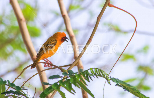 Creative close-up image of a little bird sitting on a tree branch in the sun and nature, beautiful nature in Saudi Arabia