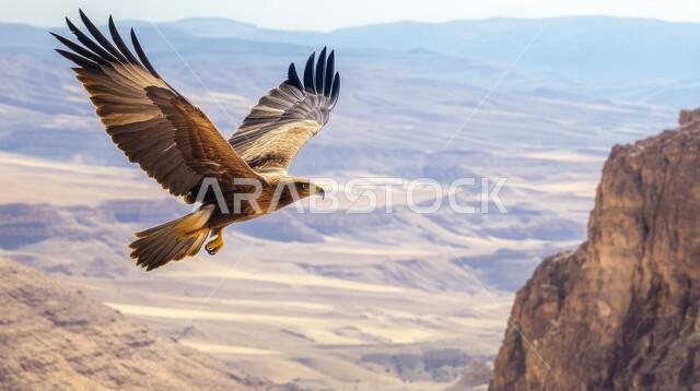 نسر يحلق بجناحيه الكبيرين في السماء الصافية في صحراء المملكة العربية السعودية, الطيور الجارحة وحياة الحيوانات البرية, مفهوم الافتراس وحدة البصر, تنوع الثروة الحيوانية، التضاريس الجبلية والتكوينات والتشكيلات الصخرية 