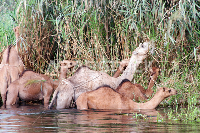 مزرعة  تربية الإبل والجمال ، فعاليات وأنشطة ترفيهيه في المملكة العربية السعودية ،الطبيعة الصحراوية ، قافلة من الجمال في محمية برية ، قطيع من الجمال بالصحراء في وضع النهار