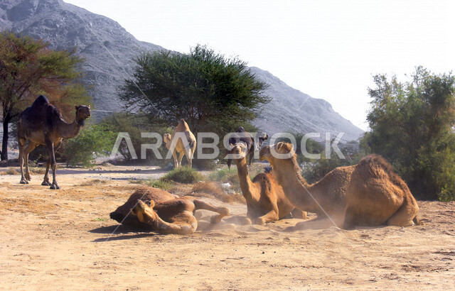 مزرعة  تربية الإبل والجمال ، فعاليات وأنشطة ترفيهيه في المملكة العربية السعودية ،الطبيعة الصحراوية ، قافلة من الجمال في محمية برية ، قطيع من الجمال بالصحراء في وضع النهار