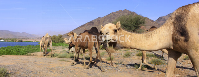 مزرعة  تربية الإبل والجمال ، فعاليات وأنشطة ترفيهيه في المملكة العربية السعودية ،الطبيعة الصحراوية ، قافلة من الجمال في محمية برية ، قطيع من الجمال بالصحراء في وضع النهار