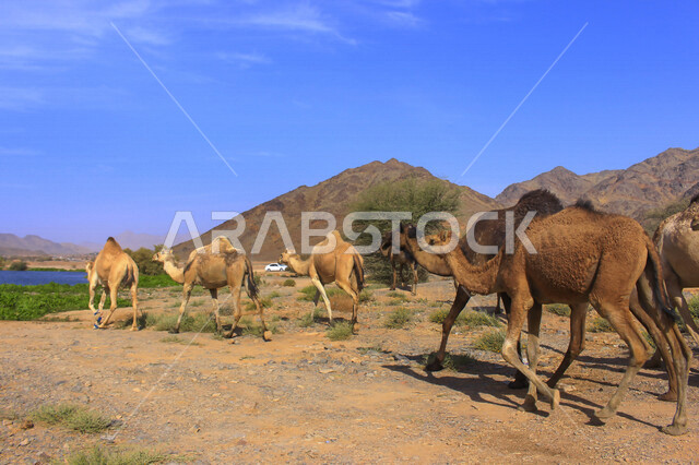 مزرعة  تربية الإبل والجمال ، فعاليات وأنشطة ترفيهيه في المملكة العربية السعودية ،الطبيعة الصحراوية ، قافلة من الجمال في محمية برية ، قطيع من الجمال بالصحراء في وضع النهار