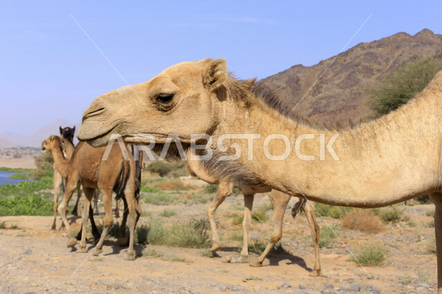 مزرعة  تربية الإبل والجمال ، فعاليات وأنشطة ترفيهيه في المملكة العربية السعودية ،الطبيعة الصحراوية ، قافلة من الجمال في محمية برية ، قطيع من الجمال بالصحراء في وضع النهار