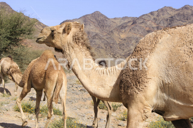 مزرعة  تربية الإبل والجمال ، فعاليات وأنشطة ترفيهيه في المملكة العربية السعودية ،الطبيعة الصحراوية ، قافلة من الجمال في محمية برية ، قطيع من الجمال بالصحراء في وضع النهار