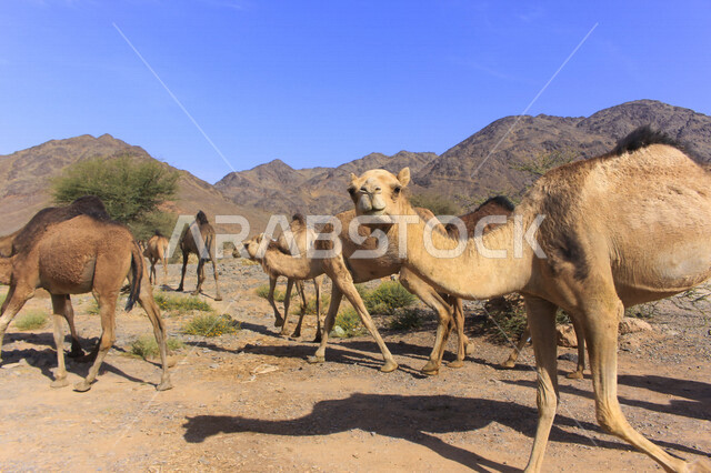 مزرعة  تربية الإبل والجمال ، فعاليات وأنشطة ترفيهيه في المملكة العربية السعودية ،الطبيعة الصحراوية ، قافلة من الجمال في محمية برية ، قطيع من الجمال بالصحراء في وضع النهار
