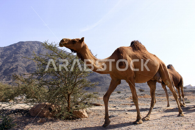 مزرعة  تربية الإبل والجمال ، فعاليات وأنشطة ترفيهيه في المملكة العربية السعودية ،الطبيعة الصحراوية ، قافلة من الجمال في محمية برية ، قطيع من الجمال بالصحراء في وضع النهار