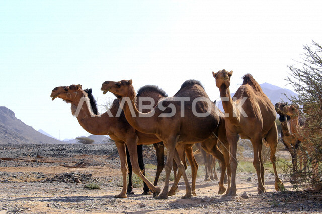 مزرعة  تربية الإبل والجمال ، فعاليات وأنشطة ترفيهيه في المملكة العربية السعودية ،الطبيعة الصحراوية ، قافلة من الجمال في محمية برية ، قطيع من الجمال بالصحراء في وضع النهار