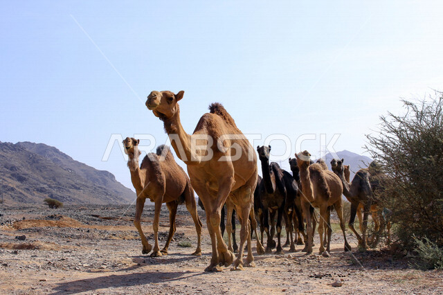 مزرعة  تربية الإبل والجمال ، فعاليات وأنشطة ترفيهيه في المملكة العربية السعودية ،الطبيعة الصحراوية ، قافلة من الجمال في محمية برية ، قطيع من الجمال بالصحراء في وضع النهار
