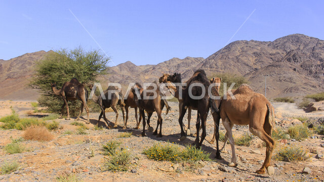 مزرعة  تربية الإبل والجمال ، فعاليات وأنشطة ترفيهيه في المملكة العربية السعودية ،الطبيعة الصحراوية ، قافلة من الجمال في محمية برية ، قطيع من الجمال بالصحراء في وضع النهار