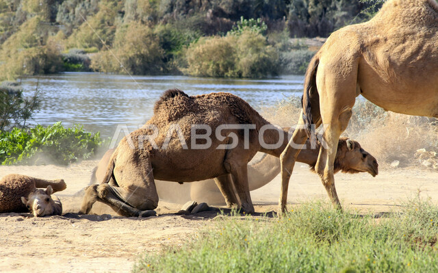 مزرعة  تربية الإبل والجمال ، فعاليات وأنشطة ترفيهيه في المملكة العربية السعودية ،الطبيعة الصحراوية ، قافلة من الجمال في محمية برية ، قطيع من الجمال بالصحراء في وضع النهار