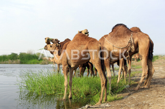 مزرعة  تربية الإبل والجمال ، فعاليات وأنشطة ترفيهيه في المملكة العربية السعودية ،الطبيعة الصحراوية ، قافلة من الجمال في محمية برية ، قطيع من الجمال بالصحراء في وضع النهار