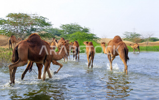 مزرعة  تربية الإبل والجمال ، فعاليات وأنشطة ترفيهيه في المملكة العربية السعودية ،الطبيعة الصحراوية ، قافلة من الجمال في محمية برية ، قطيع من الجمال بالصحراء في وضع النهار