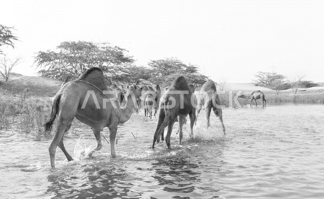 مزرعة  تربية الإبل والجمال ، فعاليات وأنشطة ترفيهيه في المملكة العربية السعودية ،الطبيعة الصحراوية ، قافلة من الجمال في محمية برية ، قطيع من الجمال بالصحراء في وضع النهار