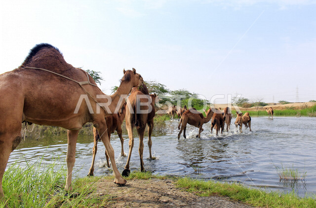 مزرعة  تربية الإبل والجمال ، فعاليات وأنشطة ترفيهيه في المملكة العربية السعودية ،الطبيعة الصحراوية ، قافلة من الجمال في محمية برية ، قطيع من الجمال بالصحراء في وضع النهار