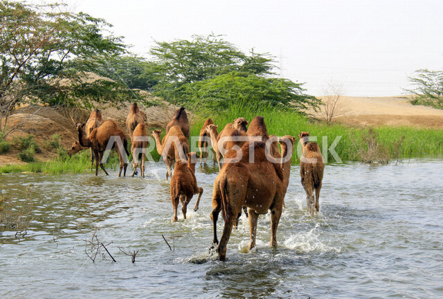 مزرعة  تربية الإبل والجمال ، فعاليات وأنشطة ترفيهيه في المملكة العربية السعودية ،الطبيعة الصحراوية ، قافلة من الجمال في محمية برية ، قطيع من الجمال بالصحراء في وضع النهار